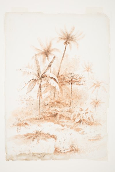 Végétation tropicale, îles Loyauté - Charles Heaphy